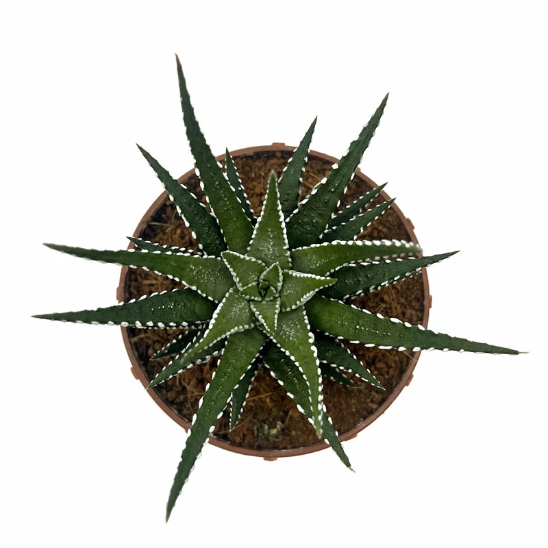Haworthiopsis Attenuata Cactus Y Suculentas M8,5 cm Ø