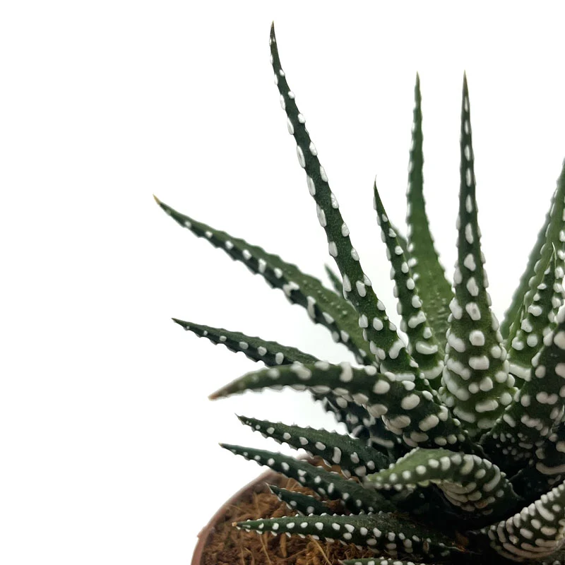 Haworthiopsis Attenuata Cactus Y Suculentas M8,5 cm Ø