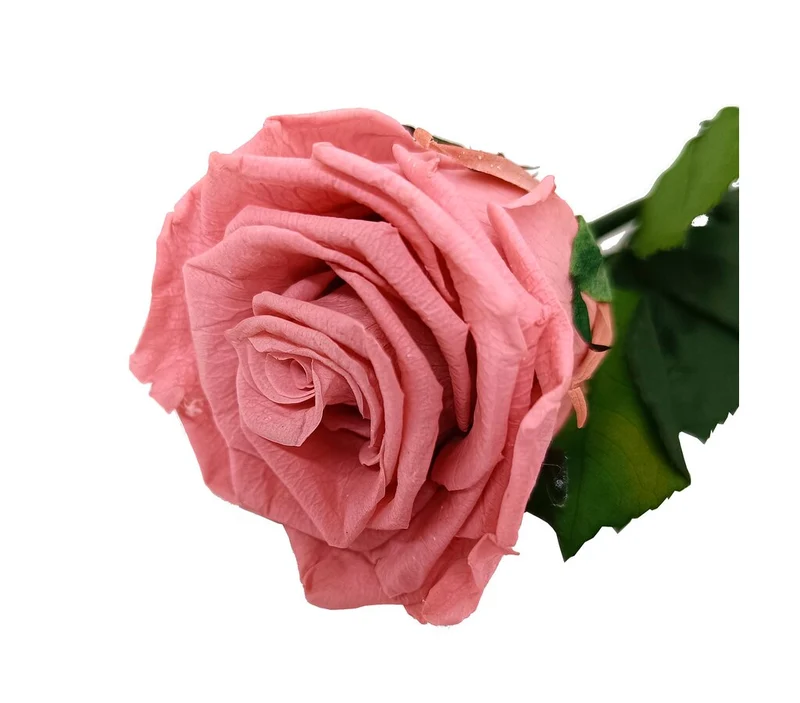Mundo Eterno Rosa Preservada Rosa Vintage (dusty Pink) 35cm