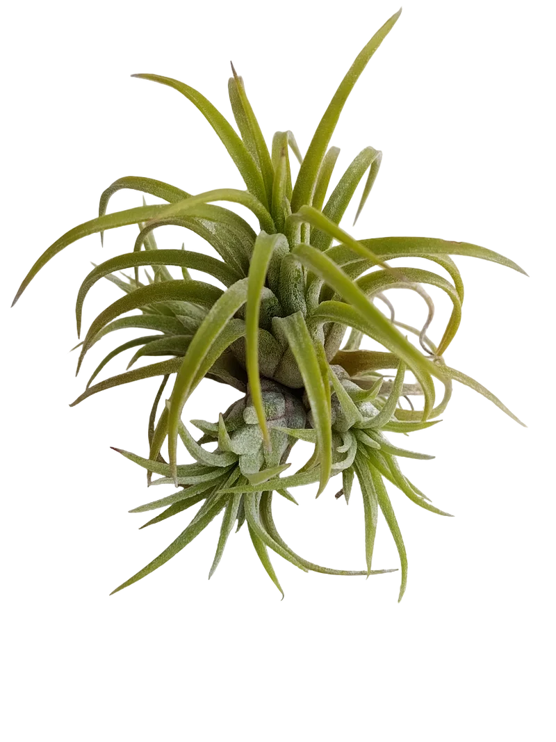 Tillandsia Ionantha Curly Planta Natural Clavel Del Aire 5-7 Cms