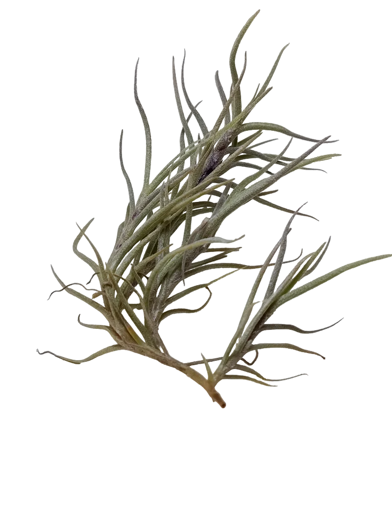 Tillandsia Capillaris Planta Natural Clavel Del Aire 5-7 Cms