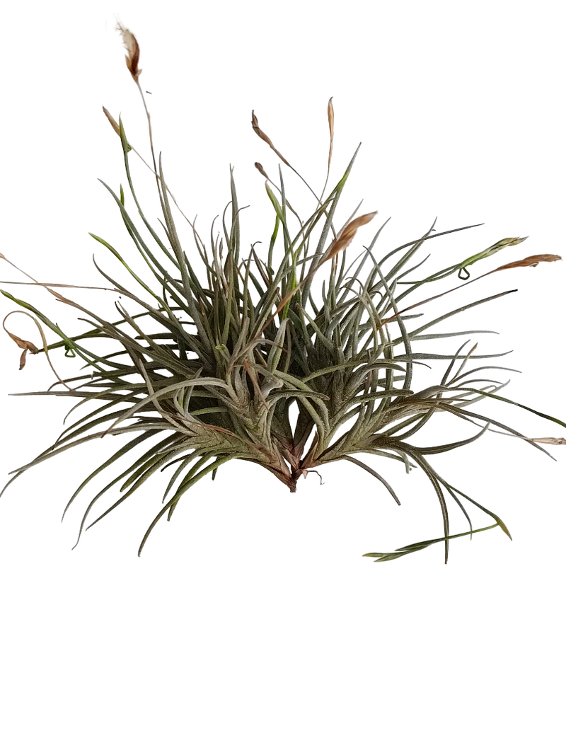 Tillandsia Bandensis Planta Natural Clavel Del Aire 5-7 Cms
