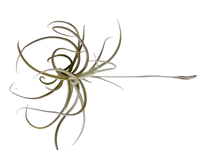 Tillandsia Caliginosa Planta Natural Clavel Del Aire 5-7 Cms