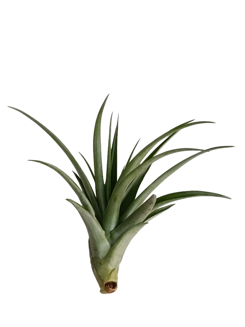 Tillandsia Flabellata Var Rubra Planta Natural Clavel Del Aire 5-7 Cms
