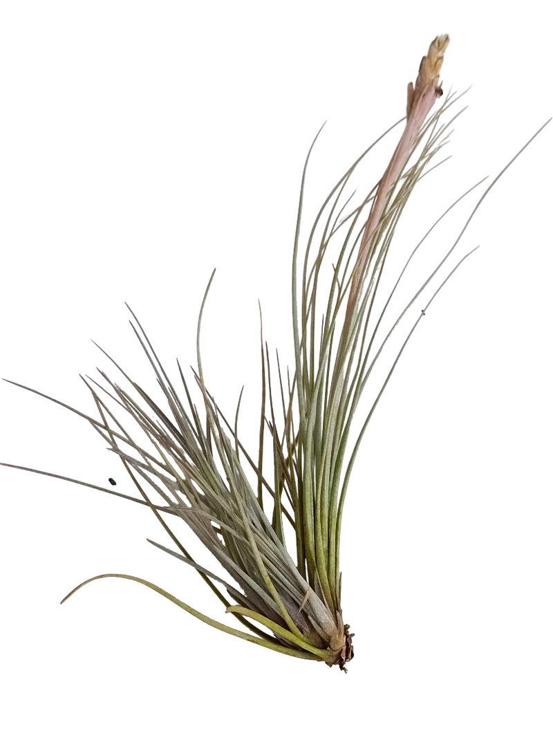 Tillandsia Bartrami Planta Natural Clavel Del Aire 5-7 Cms