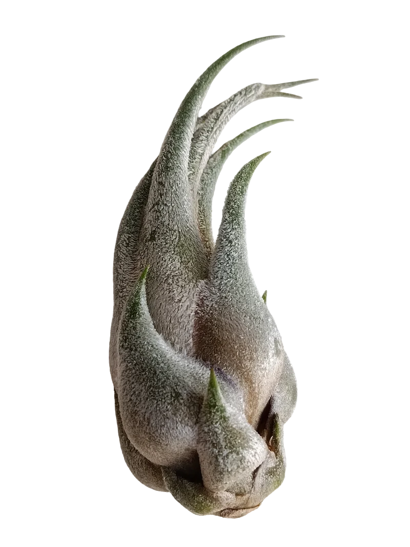 Tillandsia Seleriana Mini Planta Natural Clavel Del Aire 5-7 Cms