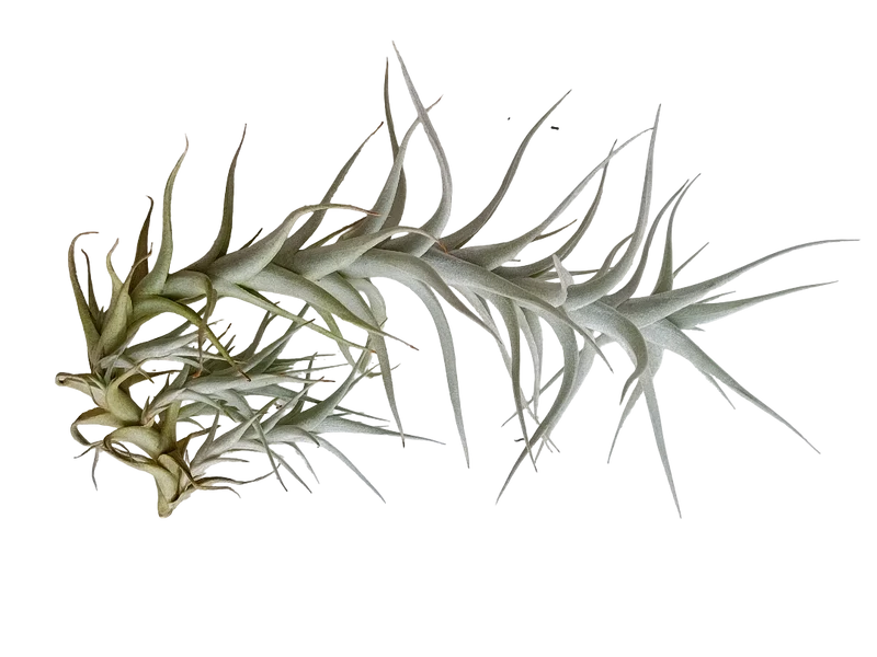 Tillandsia Albida Planta Natural Clavel Del Aire 5-7 Cms