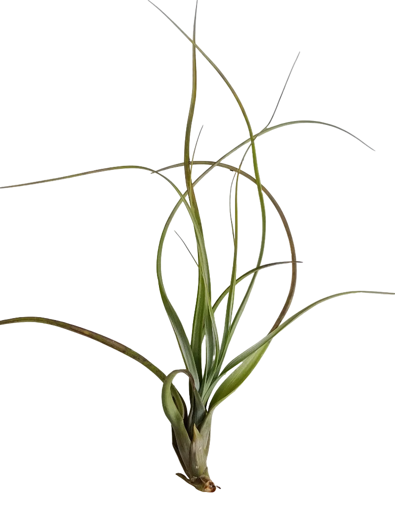 Tillandsia Balbisiana Planta Natural Clavel Del Aire 5-7 Cms