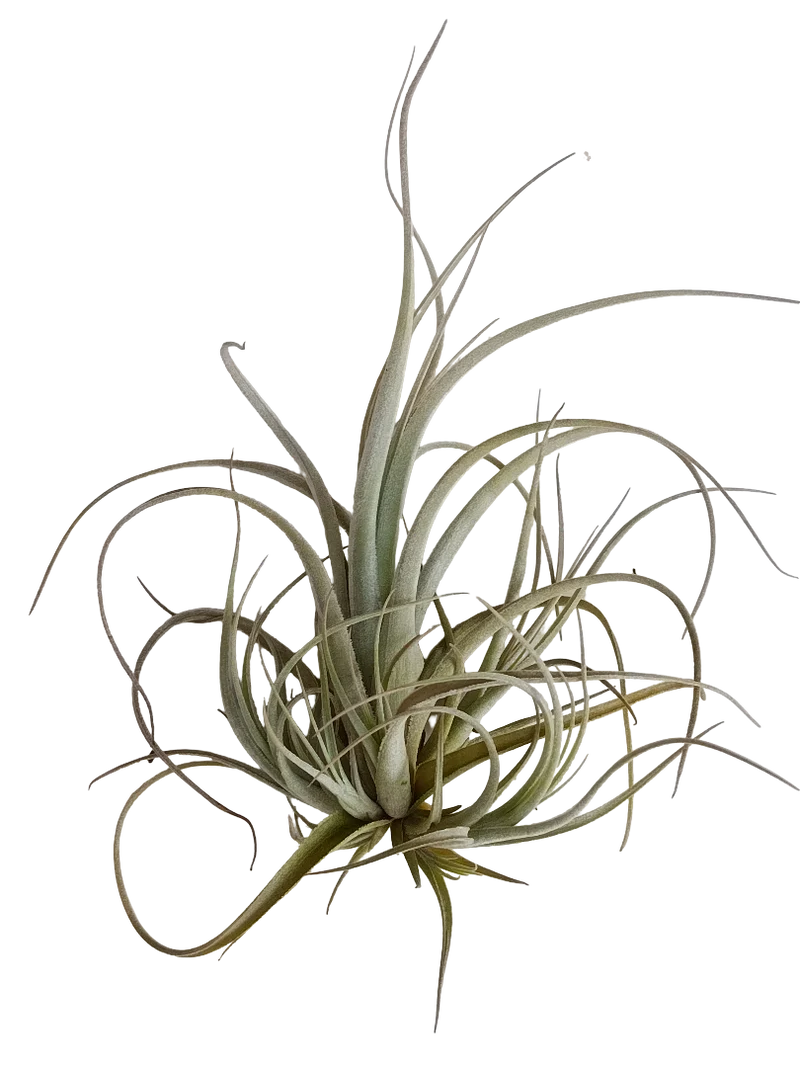 Tillandsia Balsasensis Planta Natural Clavel Del Aire 5-7 Cms