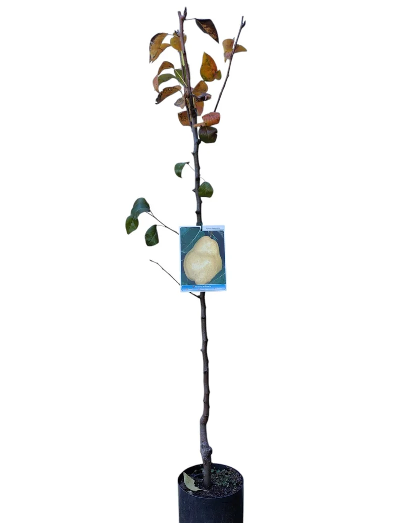 Frutal Peral Williams Maceta 140 Cm