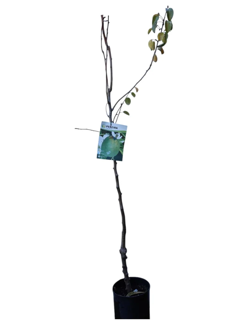 Frutal Peral Rocha Maceta 140 Cm