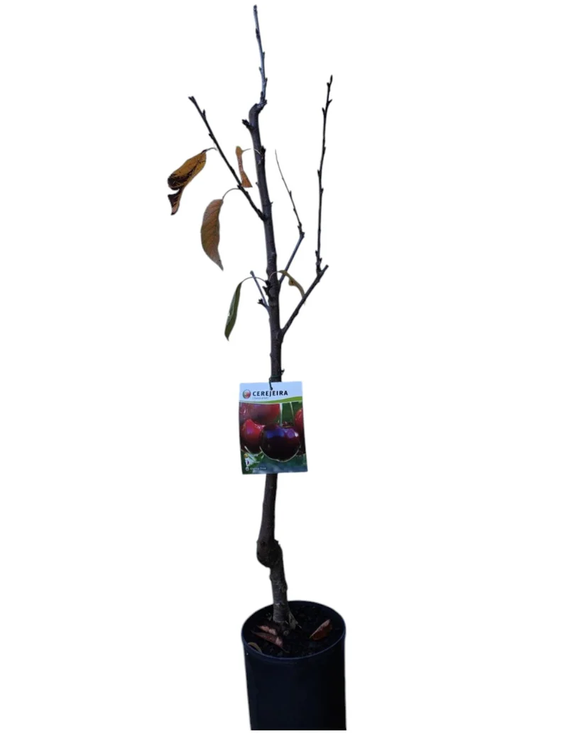 Frutal Cerezo Cristalino Maceta 140 Cm