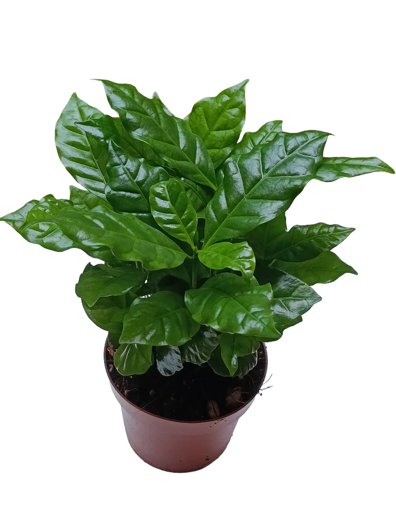 Planta De Cafe Arabica Para Interior Ø12 - 1 Unidad