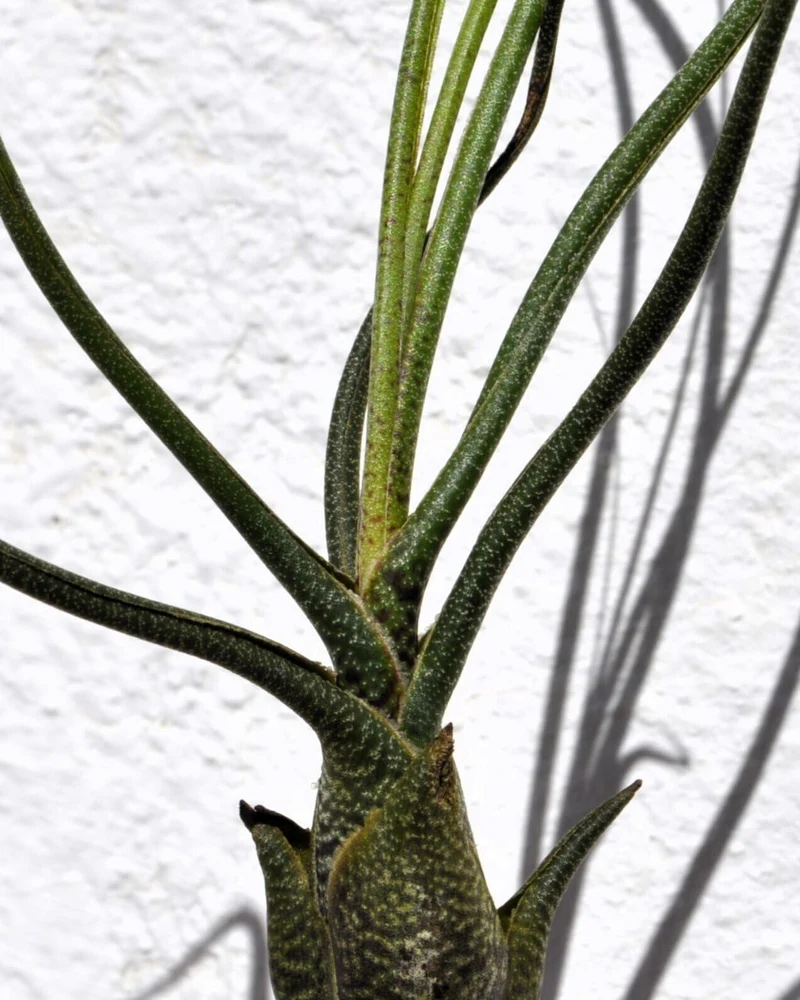Tillandsia butzii; planta del aire "piel de serpiente"; Curiosarium; altura 15-25 cm, diámetro 10-15 cm