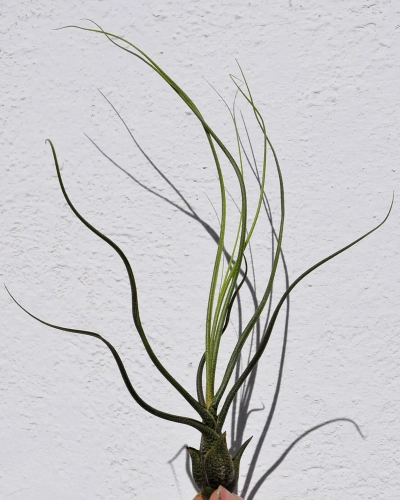 Tillandsia butzii; planta del aire "piel de serpiente"; Curiosarium; altura 15-25 cm, diámetro 10-15 cm