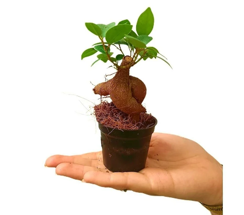 Bonsai Ficus Microcarpa Ginseng M6