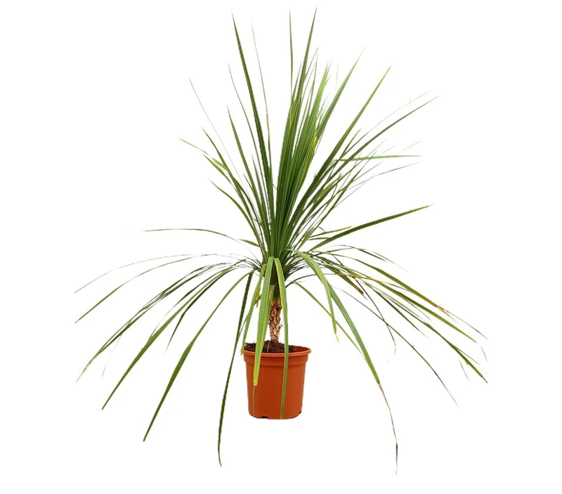 Cordyline Indivisa M24 130cm