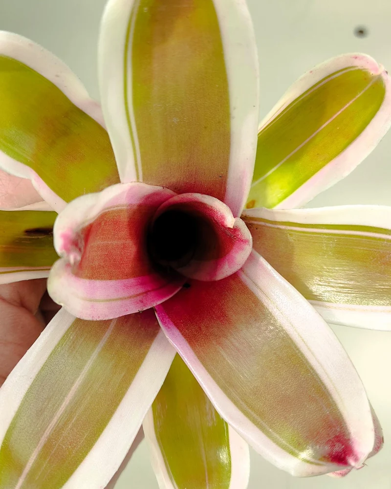Neoregelia 'Pink'; bromelia rosa, bromelia tricolor; Curiosarium; altura 10 cm, diámetro 12 cm, sin sustrato