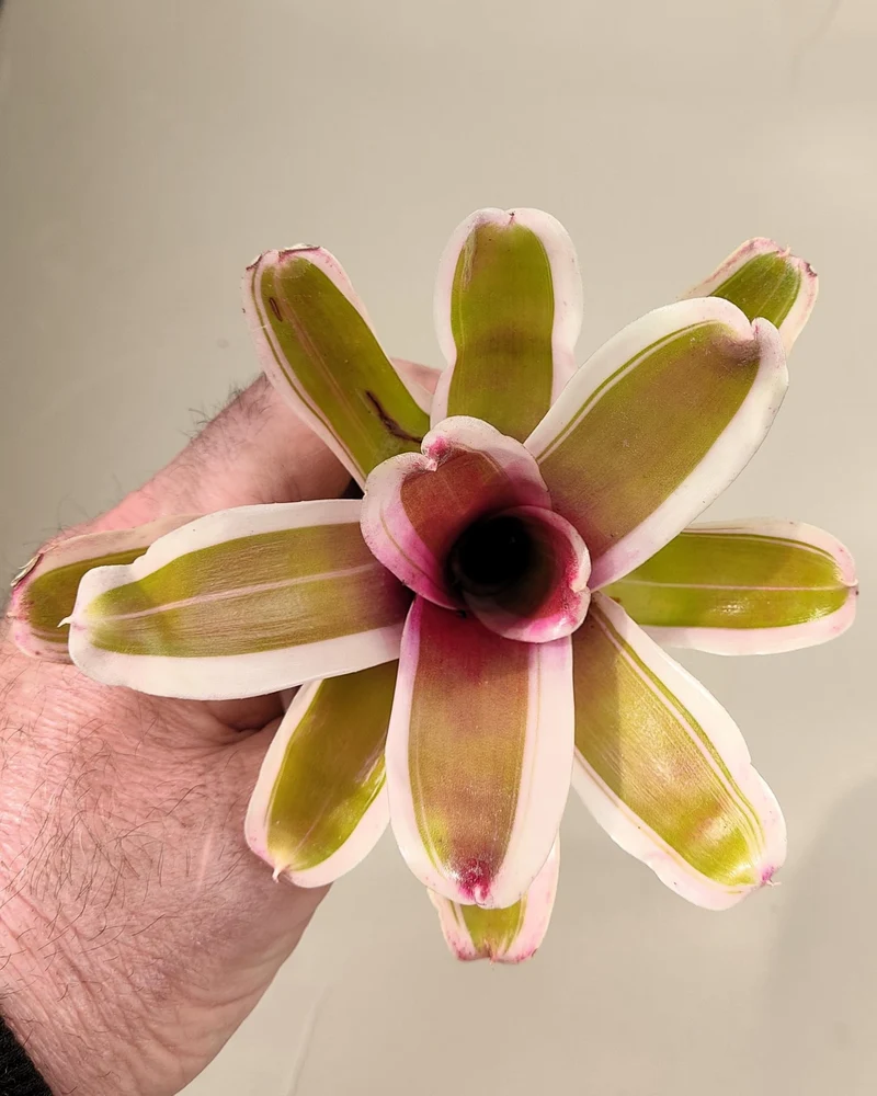 Neoregelia 'Pink'; bromelia rosa, bromelia tricolor; Curiosarium; altura 10 cm, diámetro 12 cm, sin sustrato