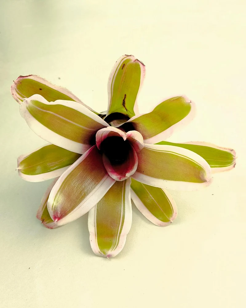 Neoregelia 'Pink'; bromelia rosa, bromelia tricolor; Curiosarium; altura 10 cm, diámetro 12 cm, sin sustrato