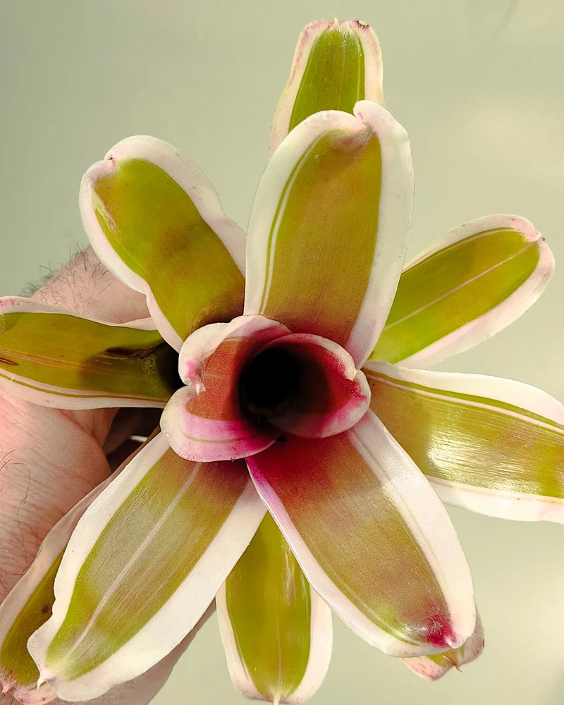 Neoregelia 'Pink'; bromelia rosa, bromelia tricolor; Curiosarium; altura 10 cm, diámetro 12 cm, sin sustrato