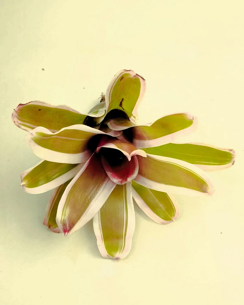 Neoregelia 'Pink'; bromelia rosa, bromelia tricolor; Curiosarium; altura 10 cm, diámetro 12 cm, sin sustrato
