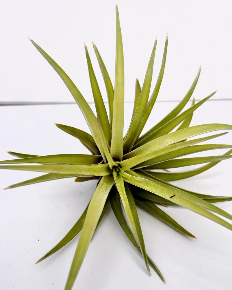 Tillandsia velutina; planta del aire, verde y gris aterciopelado; Curiosarium; altura 15 cm, diámetro 15-20 cm