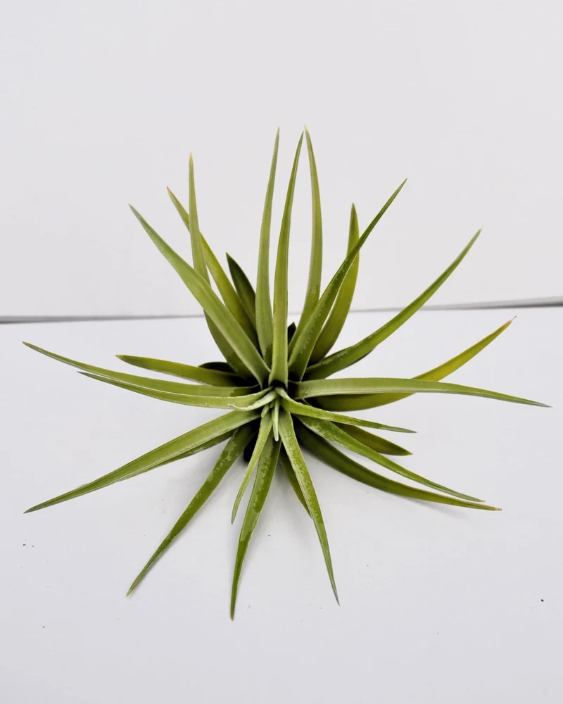 Tillandsia velutina; planta del aire, verde y gris aterciopelado; Curiosarium; altura 15 cm, diámetro 15-20 cm