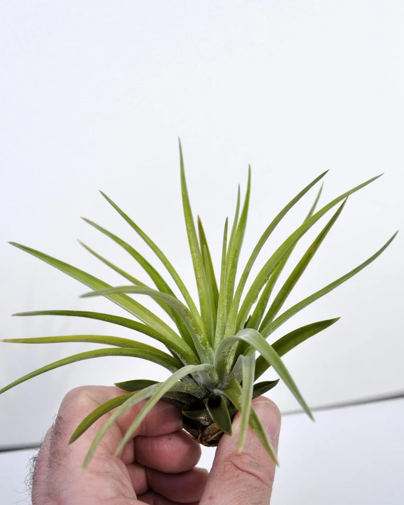 Tillandsia velutina; planta del aire, verde y gris aterciopelado; Curiosarium; altura 15 cm, diámetro 15-20 cm