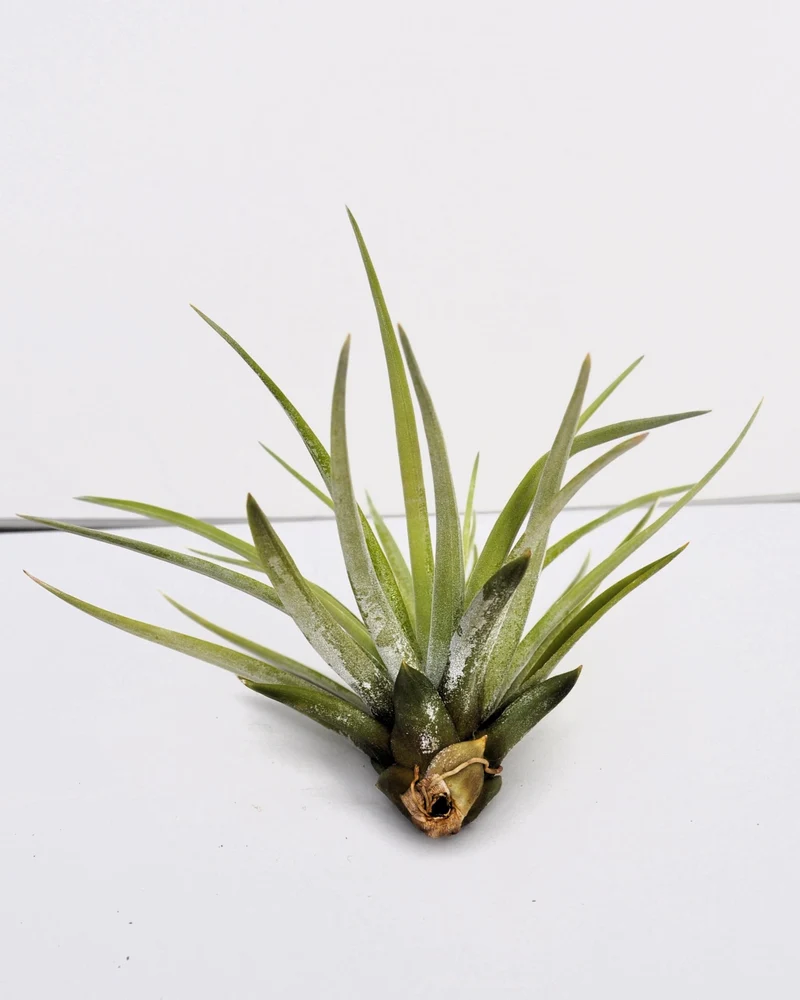 Tillandsia velutina; planta del aire, verde y gris aterciopelado; Curiosarium; altura 15 cm, diámetro 15-20 cm