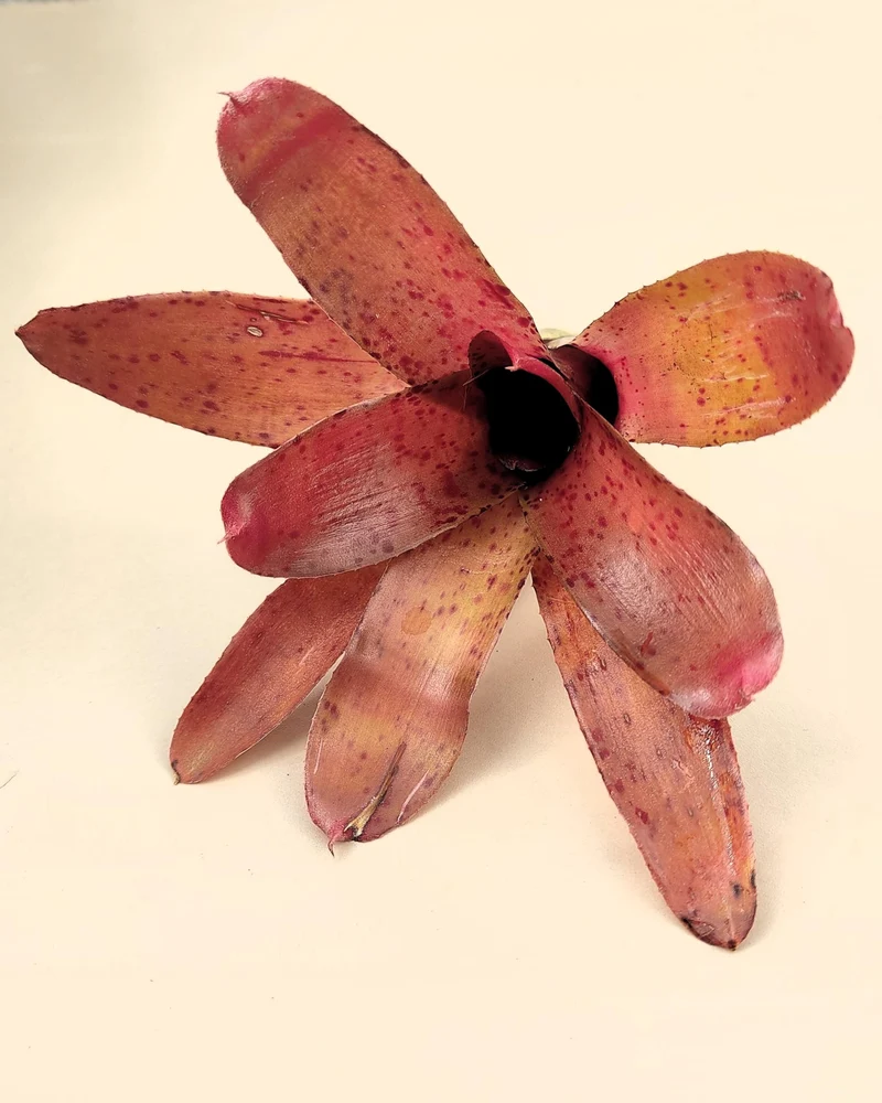 Neoregelia Iride; bromelia colorida, bromelia punteada; Curiosarium; altura 15 cm, diámetro 10 cm, sin sustrato