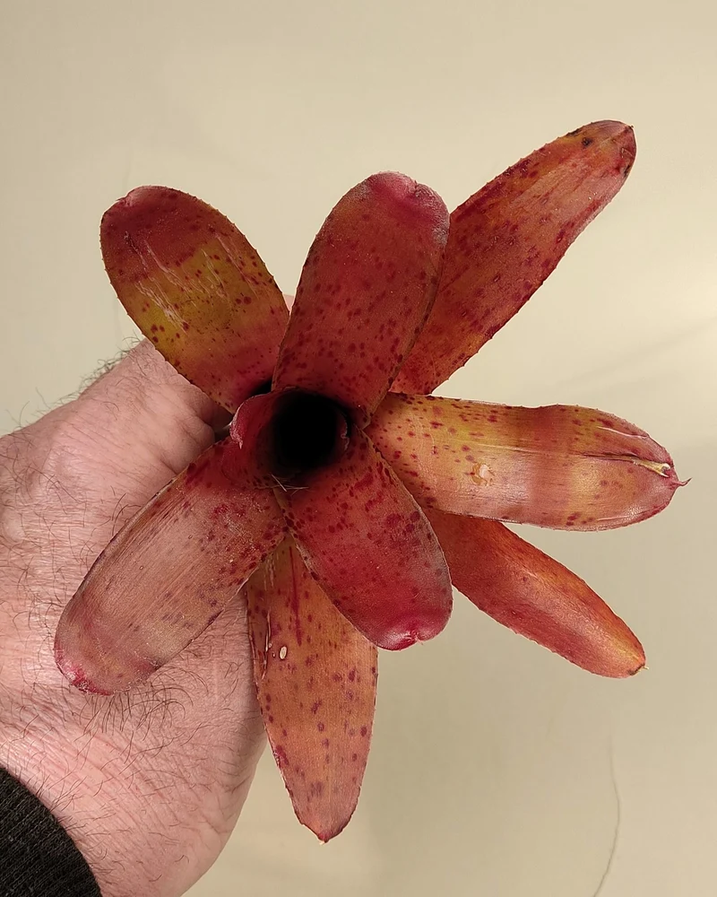Neoregelia Iride; bromelia colorida, bromelia punteada; Curiosarium; altura 15 cm, diámetro 10 cm, sin sustrato