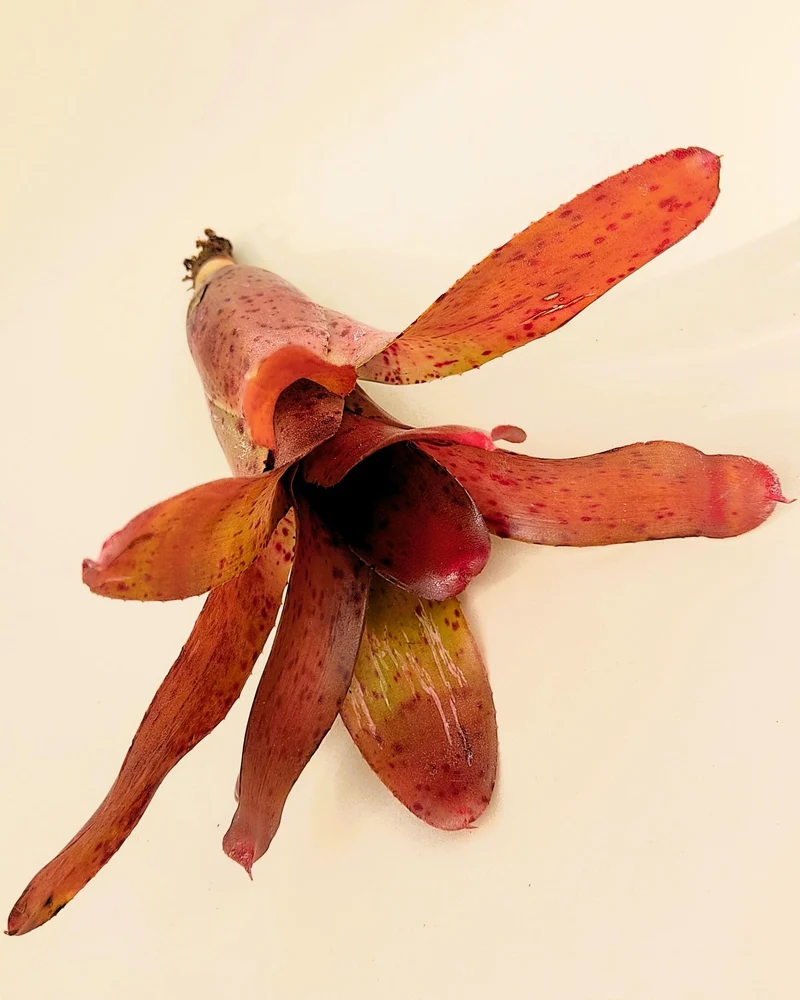 Neoregelia Iride; bromelia colorida, bromelia punteada; Curiosarium; altura 15 cm, diámetro 10 cm, sin sustrato