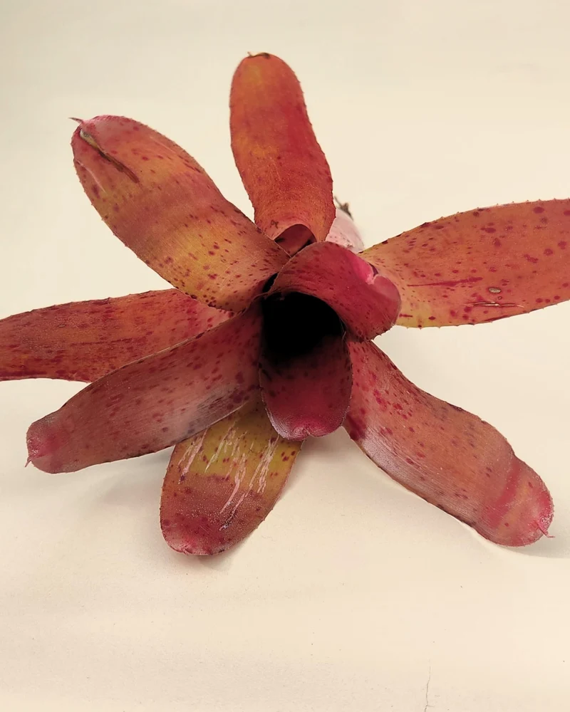 Neoregelia Iride; bromelia colorida, bromelia punteada; Curiosarium; altura 15 cm, diámetro 10 cm, sin sustrato