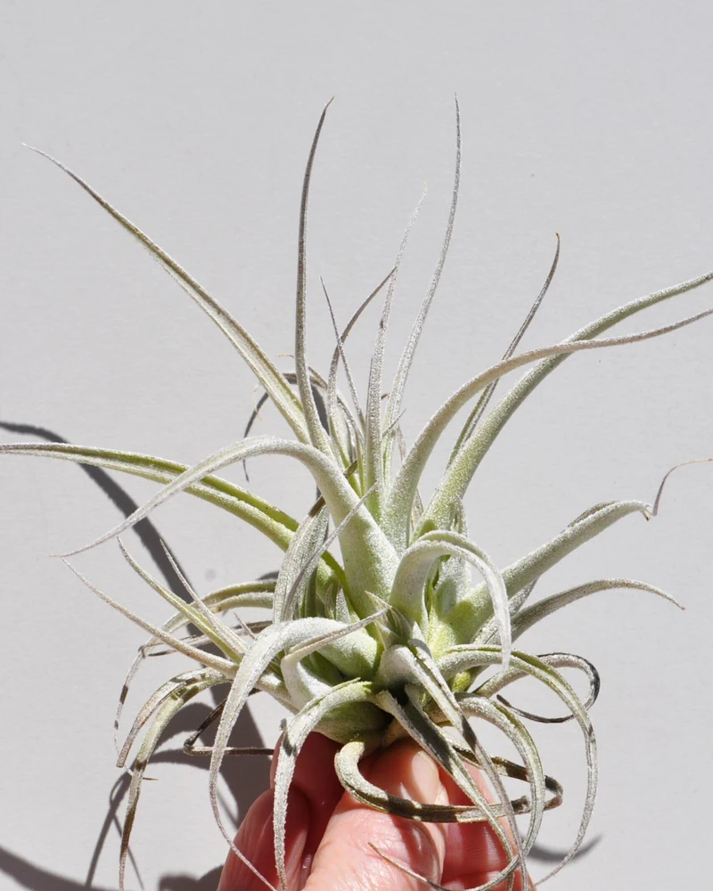 Tillandsia leonamiana; planta del aire gris verdosa; Curiosarium; altura 10 cm, diámetro 12 cm