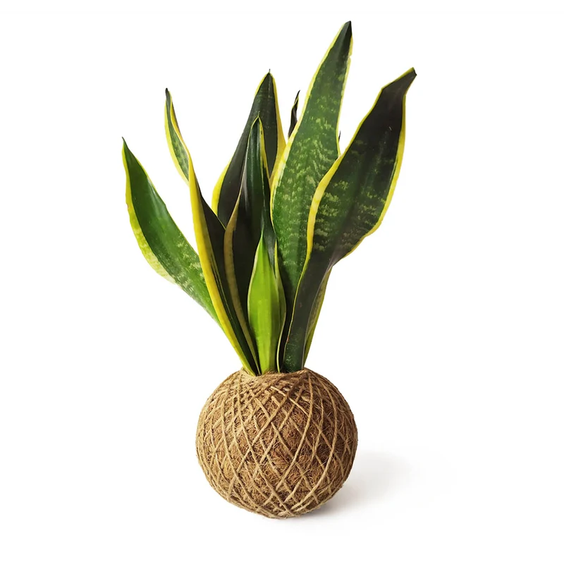 Kokedama Sansevieria / Kokedamus / - Elaboración Artesanal Fibra Coco