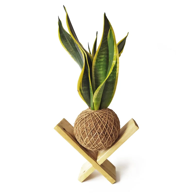 Kokedama Sansevieria / Kokedamus / - Elaboración Artesanal Fibra Coco