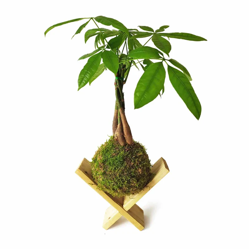 Pachira En Kokedama