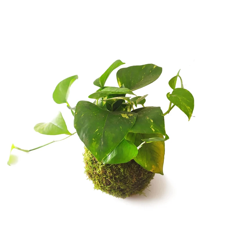 Kokedama Pothos Colgante / Kokedamus / Planta Interior - Decoración Del Hogar - Planta Natural - Elaboración Artesanal