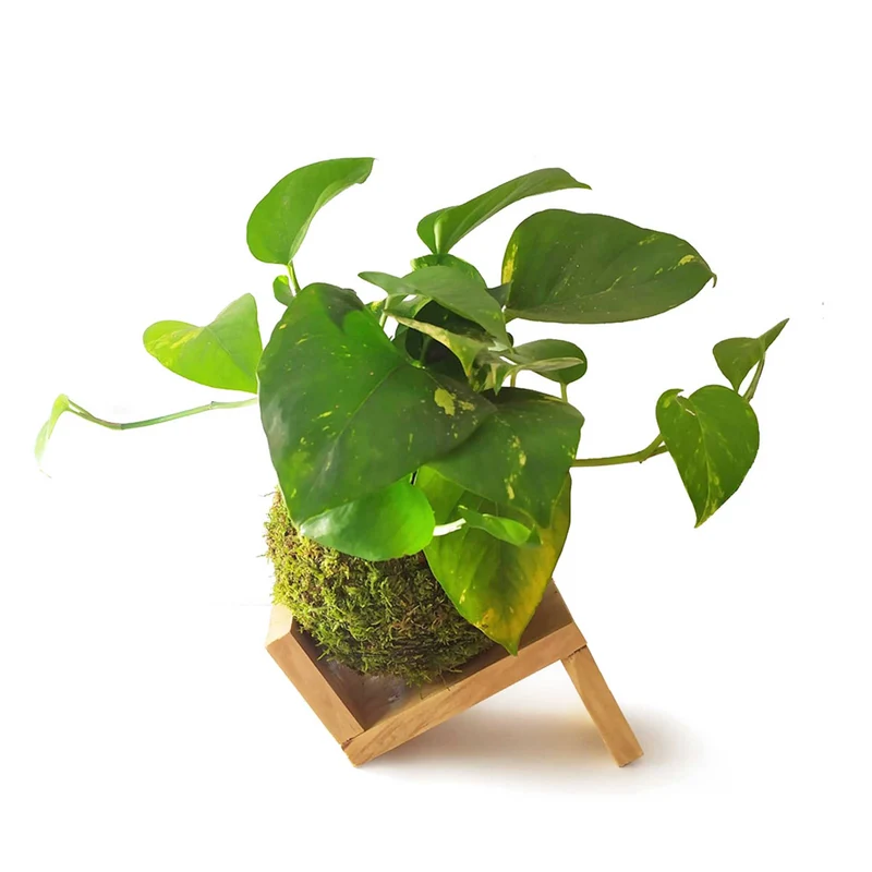 Kokedama Pothos Colgante / Kokedamus / Planta Interior - Decoración Del Hogar - Planta Natural - Elaboración Artesanal