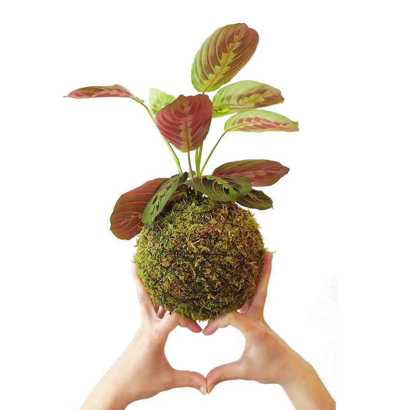 Maranta En Kokedama