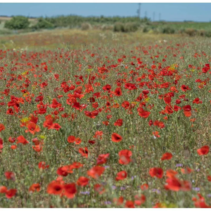 Semillas De Amapola Roja Ecológicas