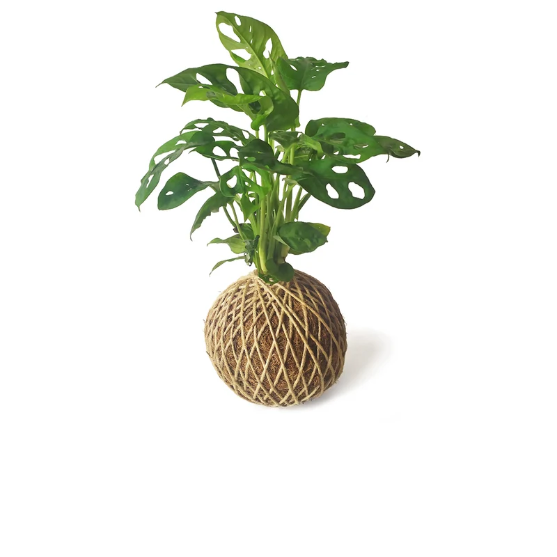 Kokedama Monstera Adasonii / Kokedamus / Planta Interior - Decoración Del Hogar - Planta Natural - Elaboración Artesanal