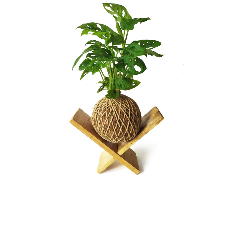 Kokedama Monstera Adasonii / Kokedamus / Planta Interior - Decoración Del Hogar - Planta Natural - Elaboración Artesanal