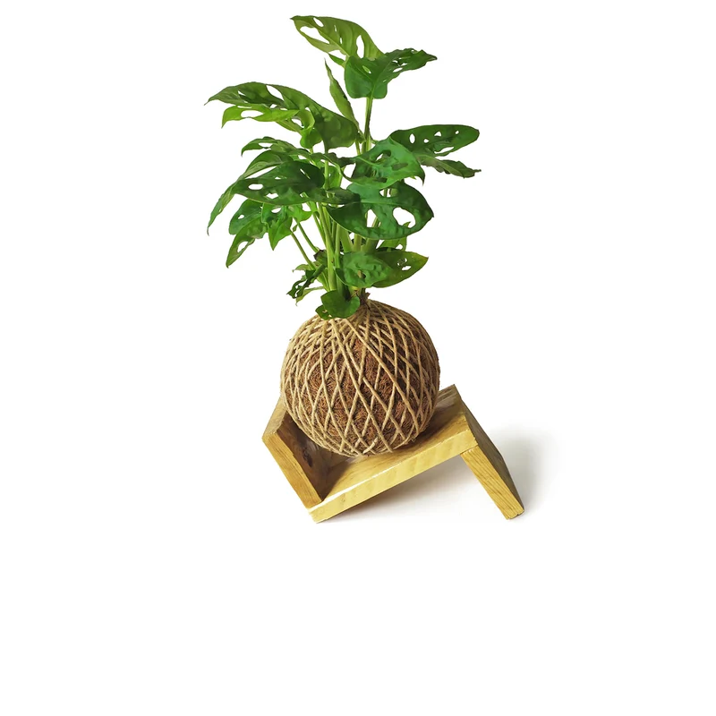 Kokedama Monstera Adasonii / Kokedamus / Planta Interior - Decoración Del Hogar - Planta Natural - Elaboración Artesanal