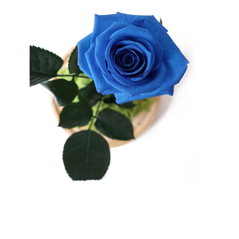 Rosa Eterna – B&b Azul