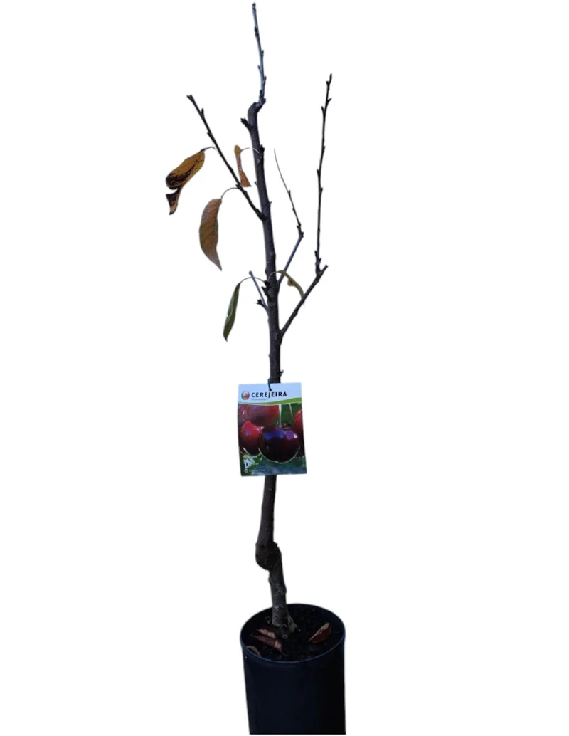 Frutal Cerezo Napoleón Maceta 140 Cm