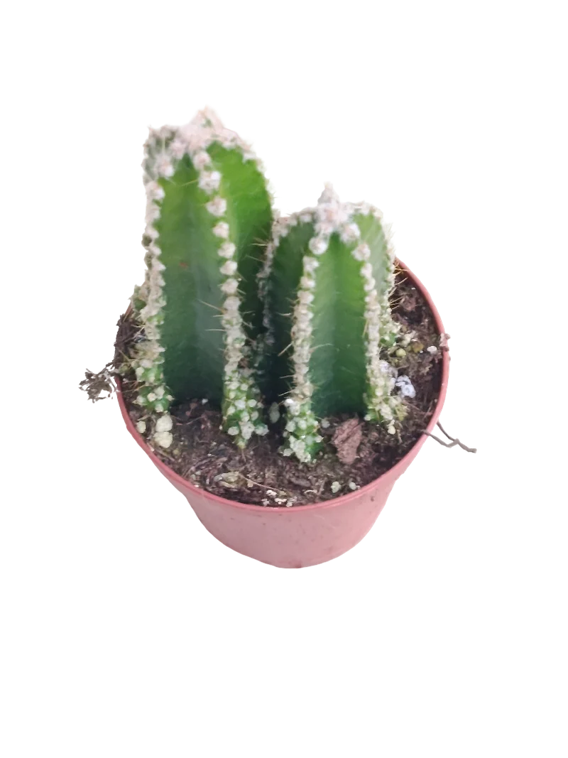 Cactus De Ordenador Ø5 Planta Antiradiaciones