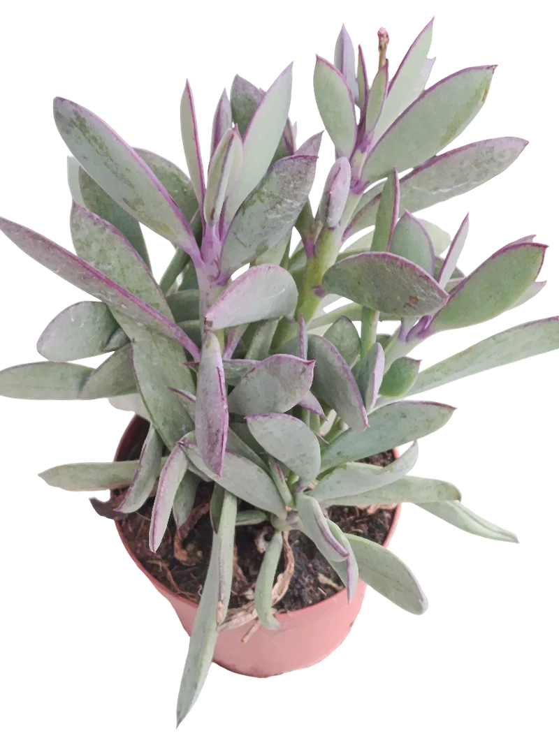 Senecio Crassisium Ø8 Planta Suculenta Suculento
