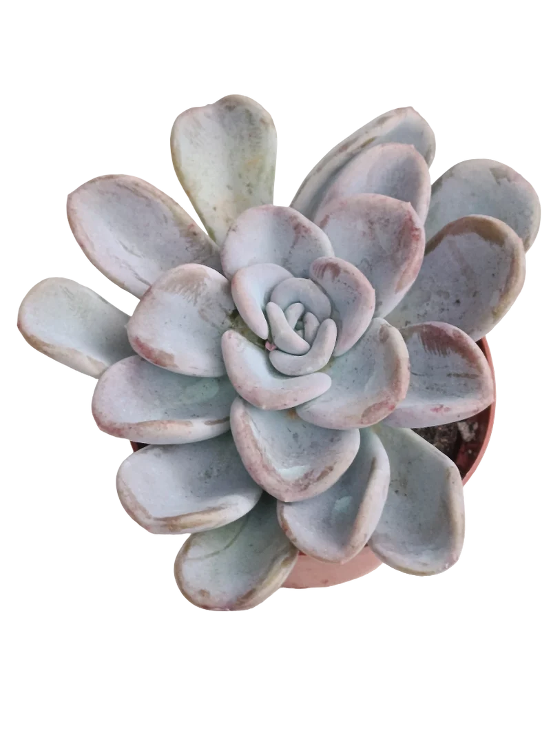 Echeveria Orpet Ø8 Planta Suculenta De Sol